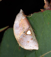 Pterogonia cardinalis