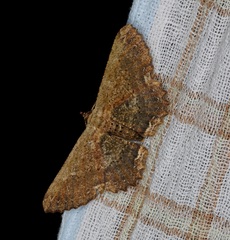 Ruttellerona pseudocessaria