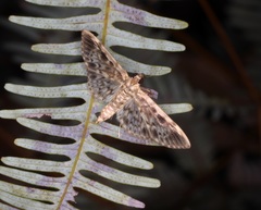 Rhimphaliodes macrostigma