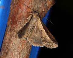 Lophoptera squammigera
