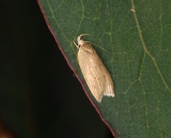 Scythropiodes