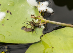 Pardosa pseudoannulata
