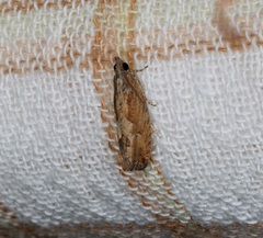 Strepsicrates semicanella