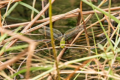 Anax panybeus