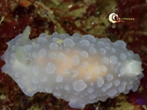 Doriopsilla pelseneeri
