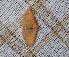 Homodes bracteigutta