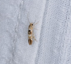 Hieromantis arcuata
