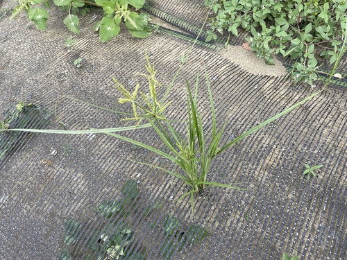 Cyperus iria