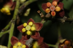 Pentarrhinum insipidum