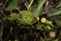 Pentarrhinum insipidum