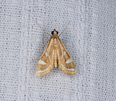 Strepsinoma croesusalis