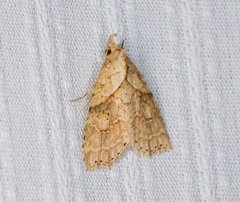 Olulis puncticinctalis