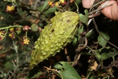 Pentarrhinum insipidum