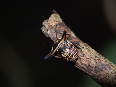 Alcimocoris japonensis