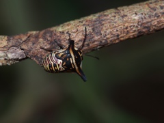 Alcimocoris japonensis