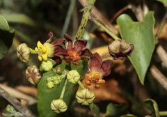 Pentarrhinum insipidum