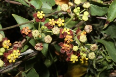 Pentarrhinum insipidum