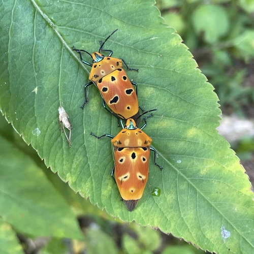 Ocellated shield bug photo 5