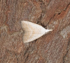 Meganola brunellus