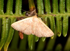 Cerynea punctilinealis
