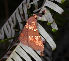 Saroba pustulifera