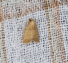 Anachrostis