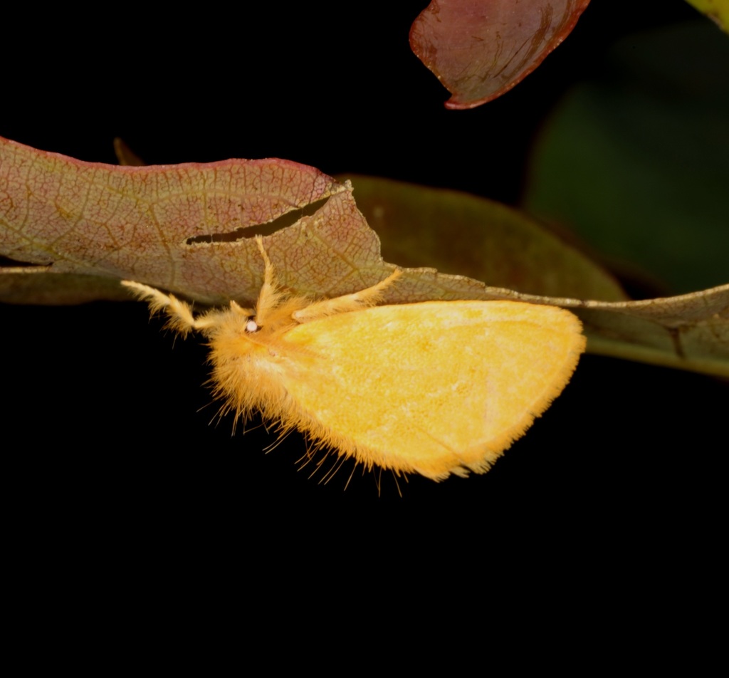 Euproctis striata