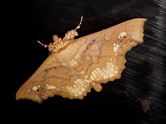 Lopharthrum comprimens