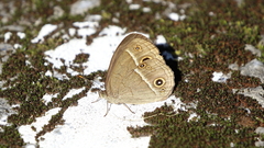Mycalesis madjicosa