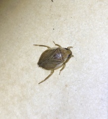 Diplonychus rusticus