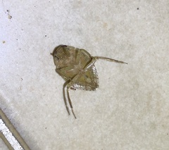 Diplonychus rusticus