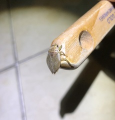 Diplonychus rusticus