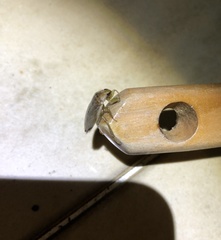 Diplonychus rusticus