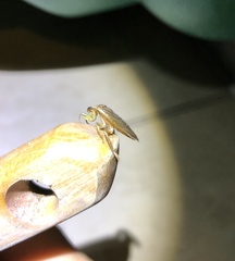 Diplonychus rusticus