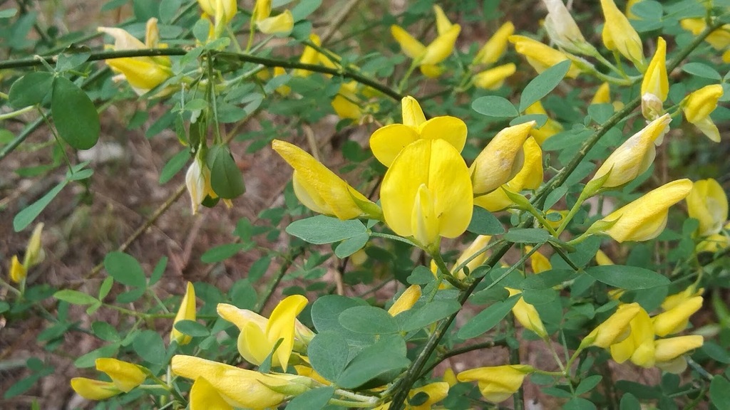Ginesta