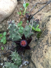 Duvalia caespitosa caespitosa