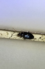 Physodera eschscholtzii