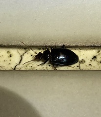 Physodera eschscholtzii