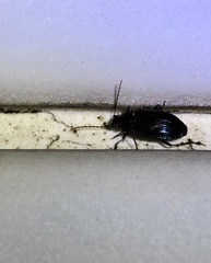 Physodera eschscholtzii