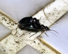 Physodera eschscholtzii