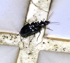 Physodera eschscholtzii