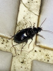 Physodera eschscholtzii