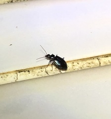 Physodera eschscholtzii