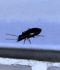 Physodera eschscholtzii