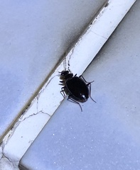 Physodera eschscholtzii