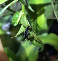 Physodera eschscholtzii