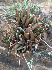 Haworthiopsis scabra