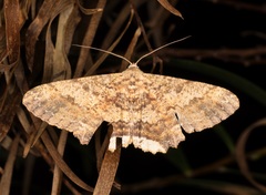 Ruttellerona pseudocessaria