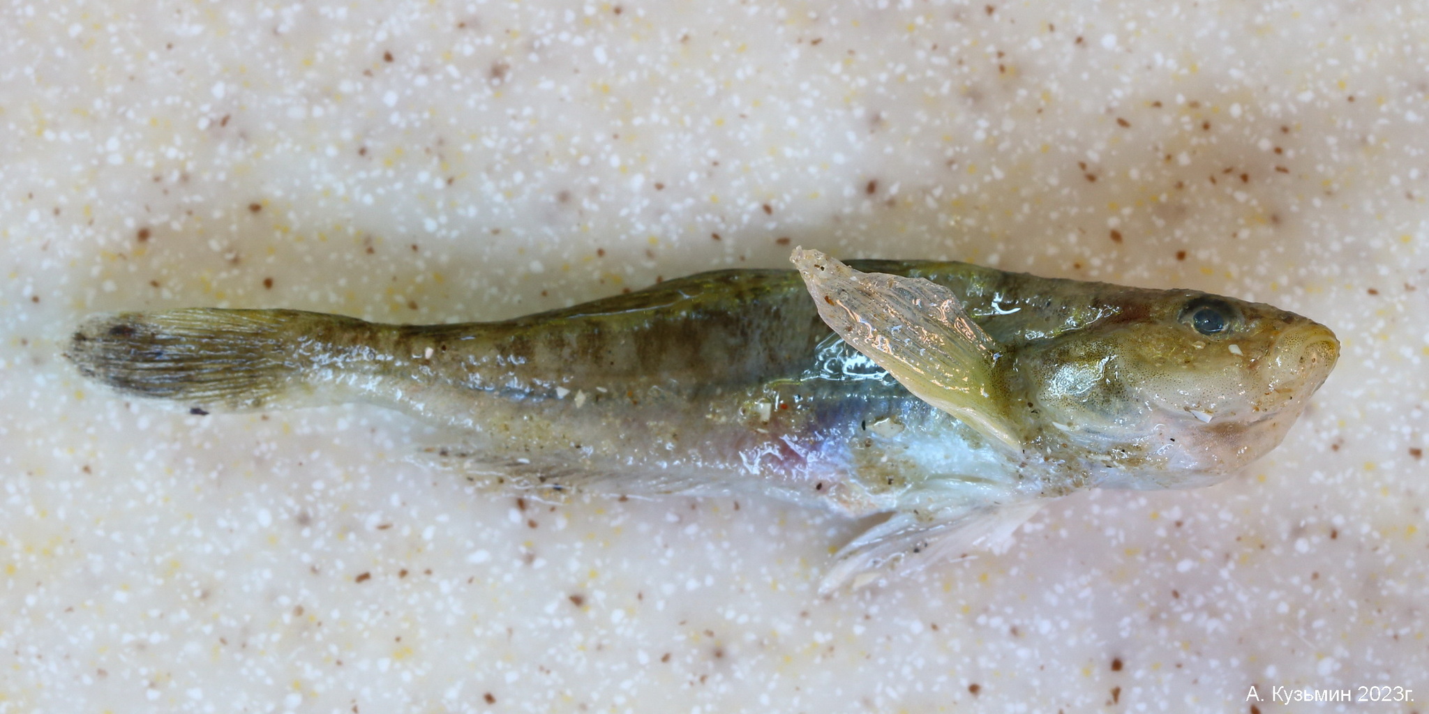 Бычок-Травяник (Gobius ophiocephalus)