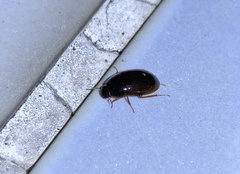 Peltochares atropiceus